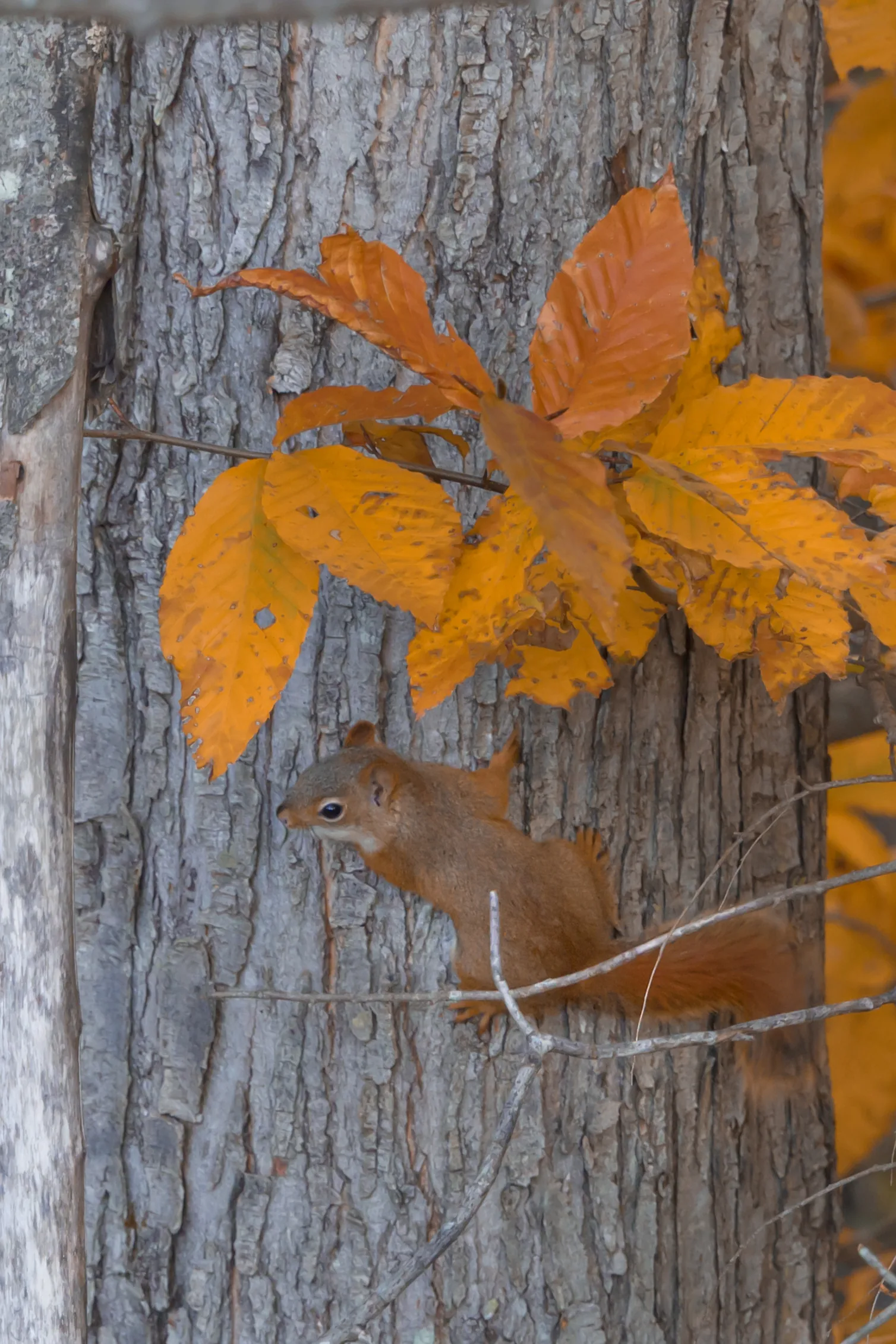 The Chirping Squirrel - Part 1