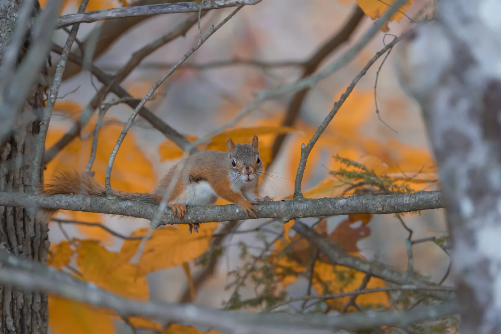 The Chirping Squirrel - Part 2