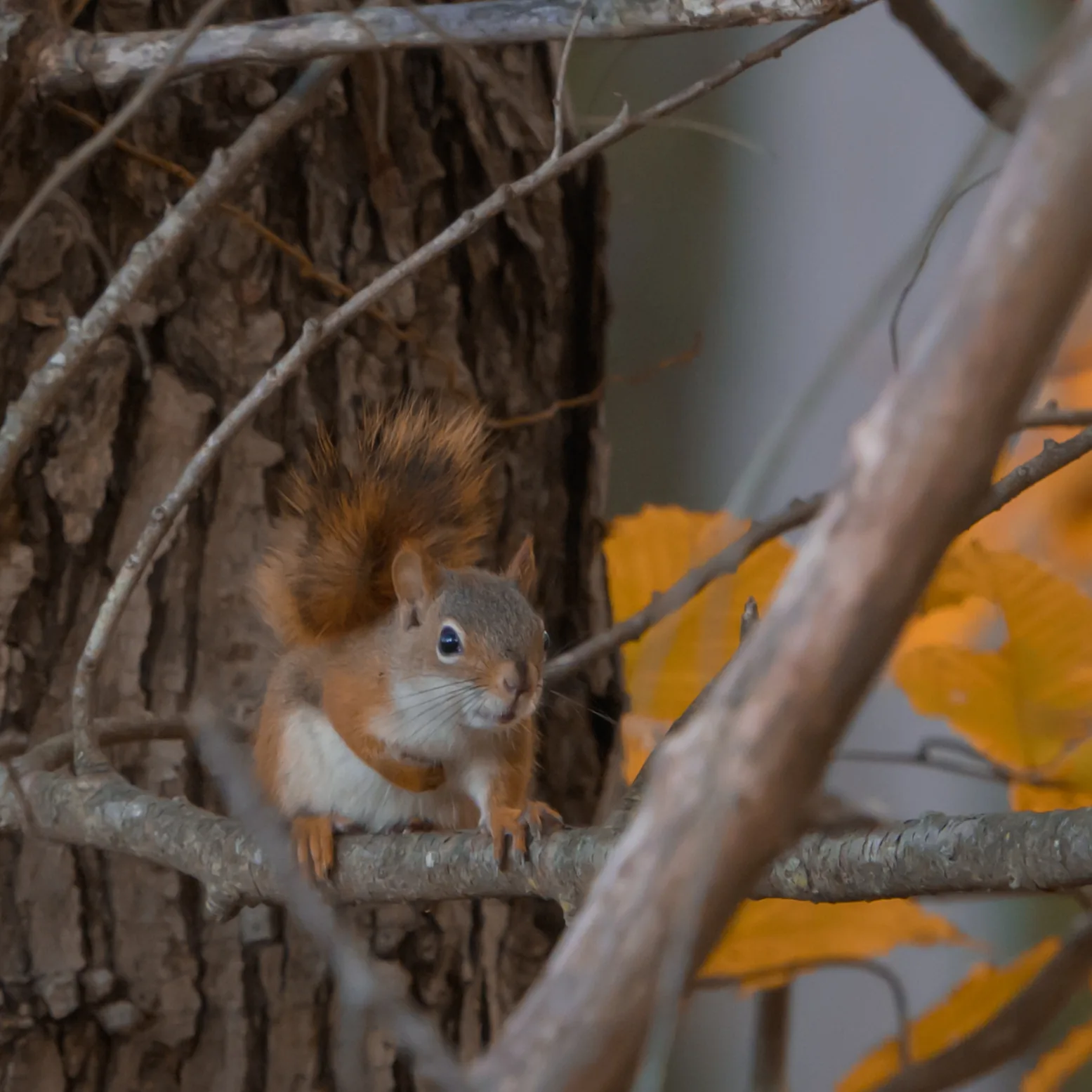 The Chirping Squirrel - Part 3