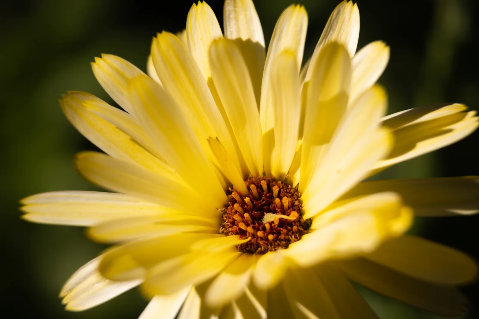 Celebrating the Common: Why Marigolds Deserve Your Attention